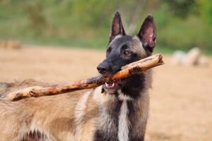perro moerdiendo un palo