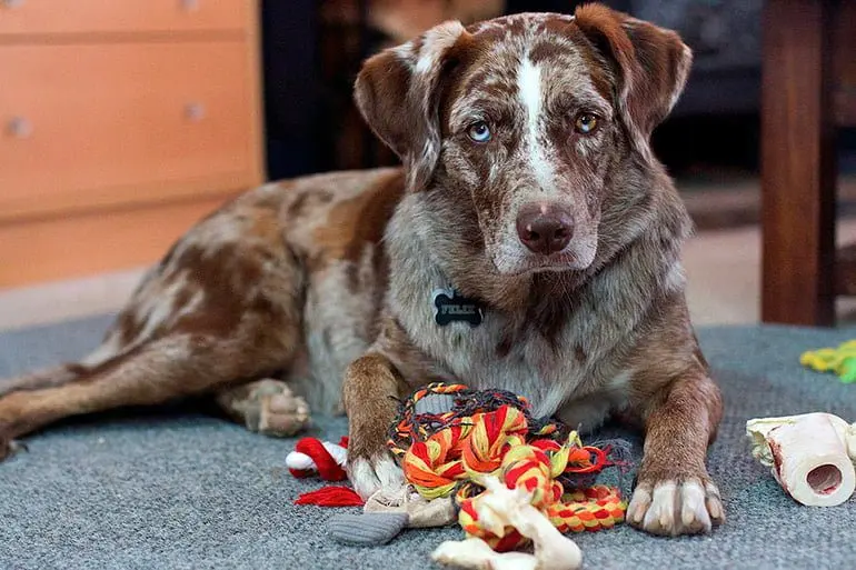 perro mordiendo sus juguetes