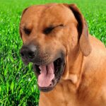 perro padeciendo arcadas