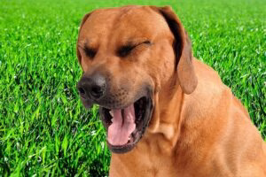 perro padeciendo arcadas