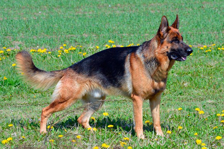 perro pastor alemán de muestra