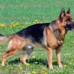 perro pastor alemán de muestra