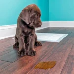 perro que ha orinado en casa