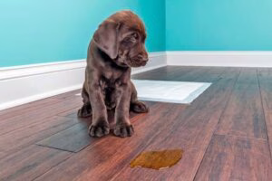 perro que ha orinado en casa