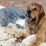 perro que ha roto su cama