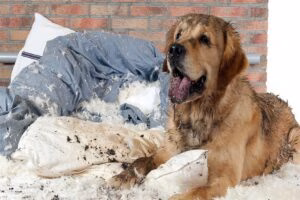 perro que ha roto su cama