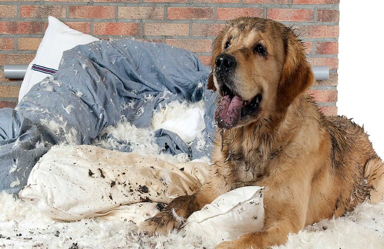 roto propietario Salida Por qué mi perro rompe su cama? Causas y soluciones