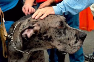 perro recibiendo mimos