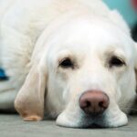 perro tras sufrir un shock