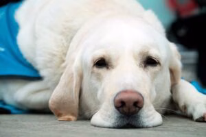 perro tras sufrir un shock