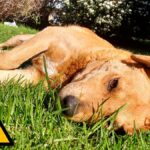 perro tumbado bajo un sol excesivamente fuerte
