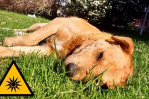 perro tumbado bajo un sol excesivamente fuerte