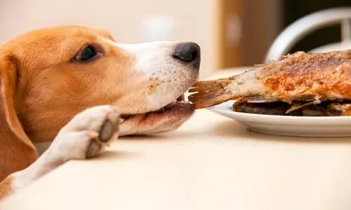 perro comiendo