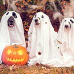 perros disfrazados de fantasmas