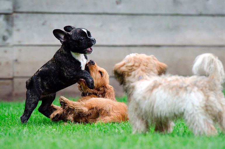 perros-jugando