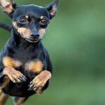 pinscher corriendo