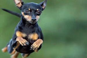 pinscher corriendo