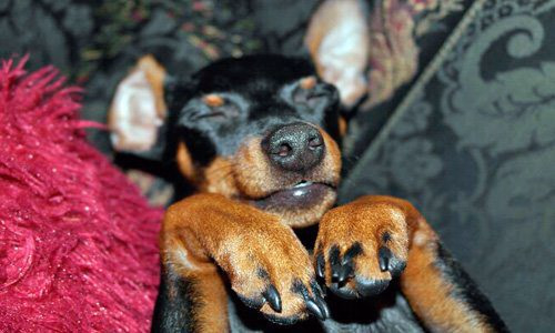 Pinscher miniatura durmiendo