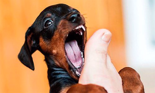 Pinscher miniatura jugando