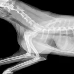 radiografia de perro