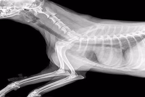 radiografia de perro