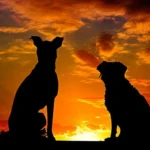 solueta de perros