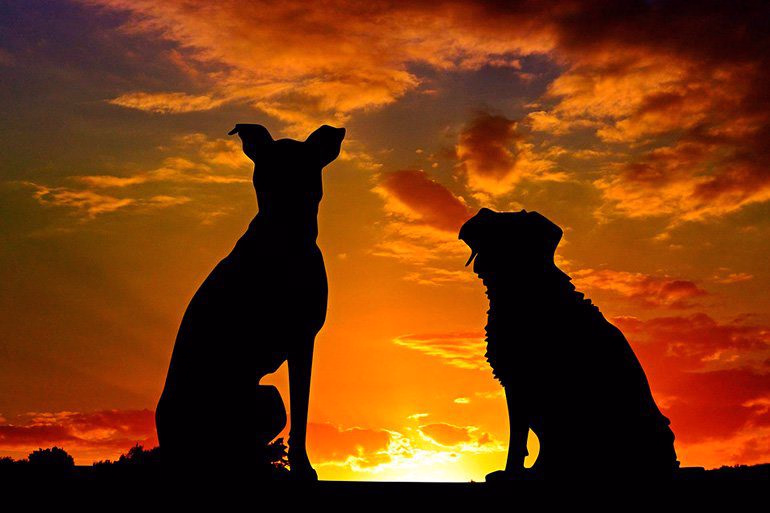 solueta de perros