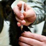 vacunando a un perro