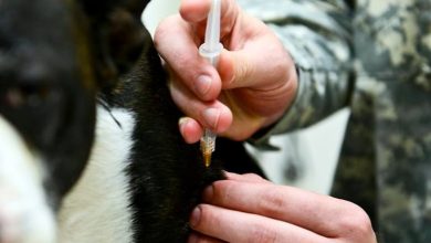 vacunando a un perro