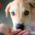 Cachorro tomando un remedio casero