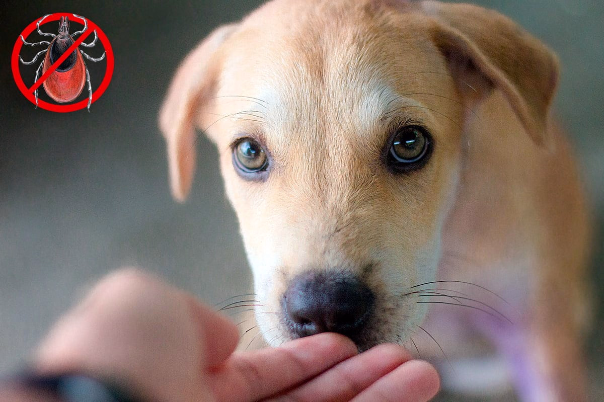 Cachorro tomando un remedio casero