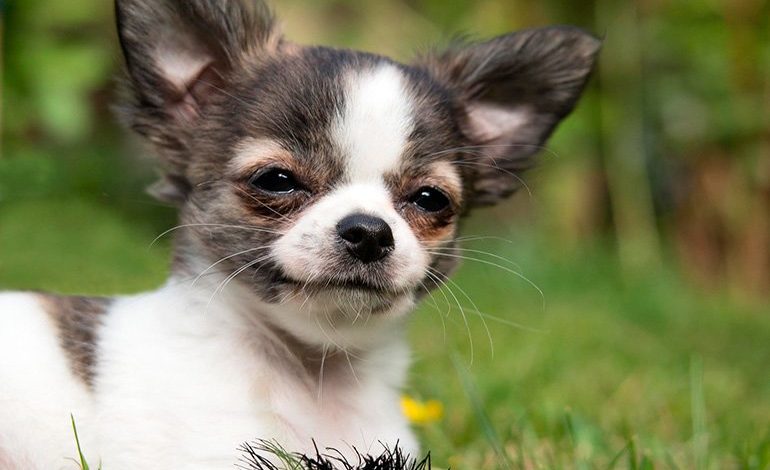 Cómo cuidar a un Chihuahua - Alimentación, ropa, mantenimiento