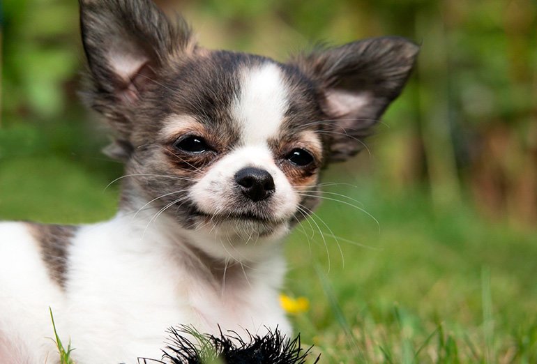 rutina Benigno semestre Cómo cuidar a un Chihuahua - Alimentación, ropa, mantenimiento