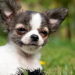 Chihuahua en el jardín