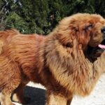 Mastín del tibet