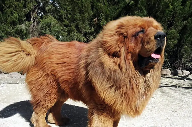 Mastín del tibet