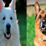 Pastor alemán junto a pastor suizo