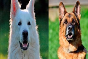 Pastor alemán junto a pastor suizo