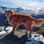 Retriever de nueva escocia paseando por la montaña