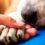 acompañando a un perro en su eutanasia