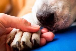 acompañando a un perro en su eutanasia