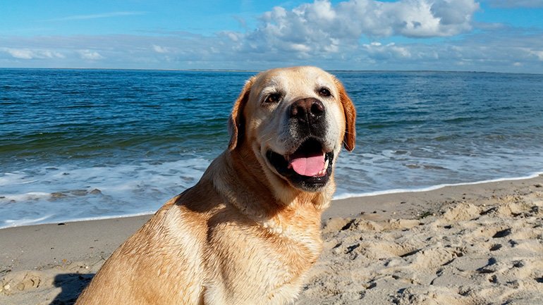 labrador-retriever-on-the-beach "width =" 770 "height =" 433 "srcset =" https://soyunperro.com/wp-content/uploads/2019/11/labrador-retriever-en-la-playa .jpg 770w, https://soyunperro.com/wp-content/uploads/2019/11/labrador-retriever-en-la-playa-300x169.jpg 300w, https://soyunperro.com/wp-content/uploads /2019/11/labrador-retriever-en-la-playa-768x432.jpg 768w, https://soyunperro.com/wp-content/uploads/2019/11/labrador-retriever-en-la-playa-696x391. jpg 696w, https://soyunperro.com/wp-content/uploads/2019/11/labrador-retriever-en-la-playa-747x420.jpg 747w "tailles =" (largeur max: 770px) 100vw, 770px