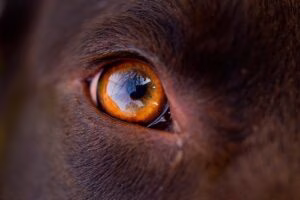ojo de un perro