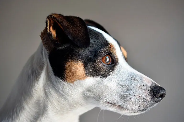 ojo de un perro de raza pequeña