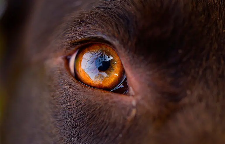 ojo de un perro