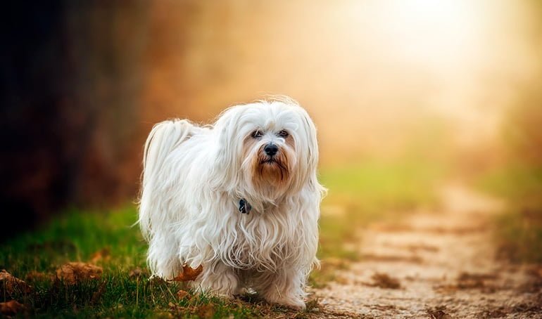 perro-blanco-de-raza-bichón-maltés