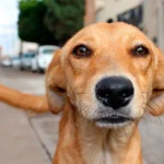 perro callejero adulto