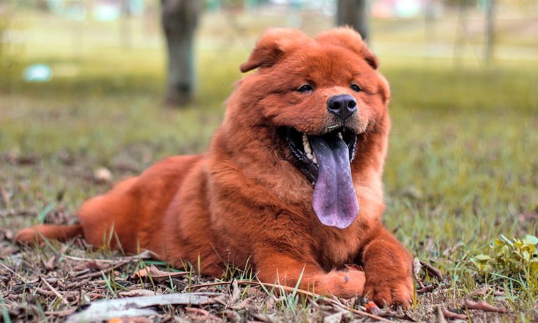 chien-chow-chow-avec-sa-langue-bleue "width =" 770 "height =" 463 "srcset =" https://soyunperro.com/wp-content/uploads/2019/11/perro-chow -chow-with-your-language-blue-out.jpg 770w, https://soyunperro.com/wp-content/uploads/2019/11/perro-chow-chow-con-su-lengua-azul-fuera- 300x180.jpg 300w, https://soyunperro.com/wp-content/uploads/2019/11/perro-chow-chow-con-su-lengua-azul-fuera-768x462.jpg 768w, https: // soyunperro. com / wp-content / uploads / 2019/11 / dog-chow-chow-avec-sa-langue-bleu-out-696x419.jpg 696w, https://soyunperro.com/wp-content/uploads/2019/11 /perro-chow-chow-con-su-lengua-azul-fuera-698x420.jpg 698w "tailles =" (largeur maximale: 770px) 100vw, 770px