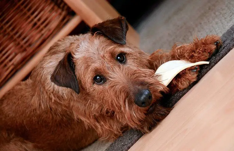 perro comiendo 2