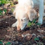 perro comiendo tierra